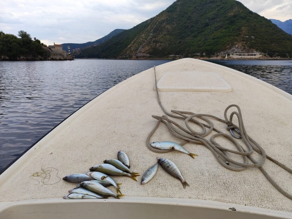Freshly caught Mediterranean bogue fish on a small fishing boat in coastal waters