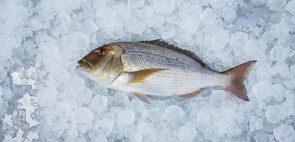 Dentex Fish – Taste, Facts, Habitat & Why It’s So Valued