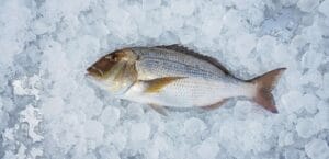 Dentex Fish – Taste, Facts, Habitat & Why It’s So Valued