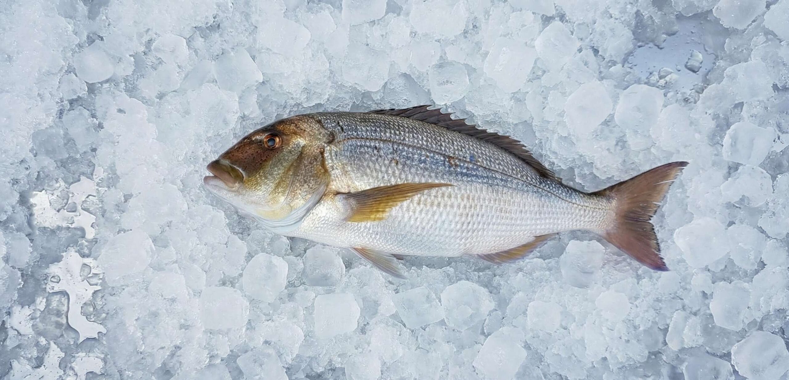 Dentex Fish – Taste, Facts, Habitat & Why It’s So Valued