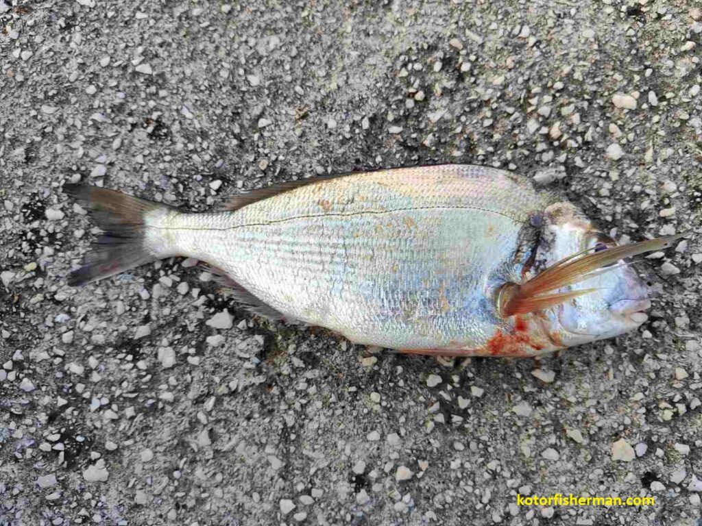 Gilthead sea bream lying on rocky ground after shore fishing – Mediterranean seabream species.