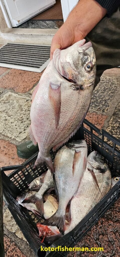 Best time to fish for sea bream - Boka Bay