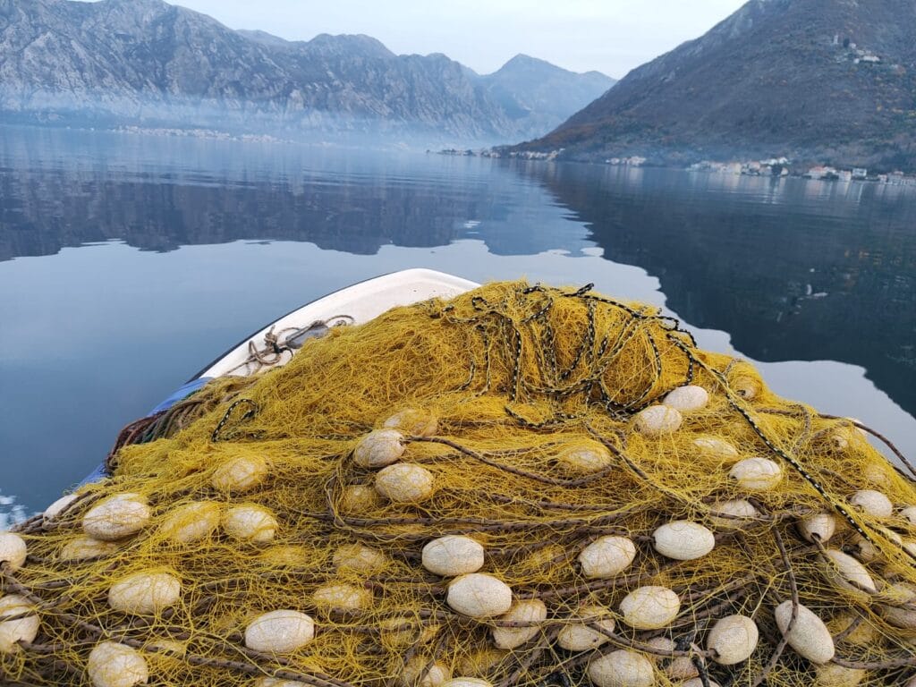 Mreža palandara - Boka Kotorska