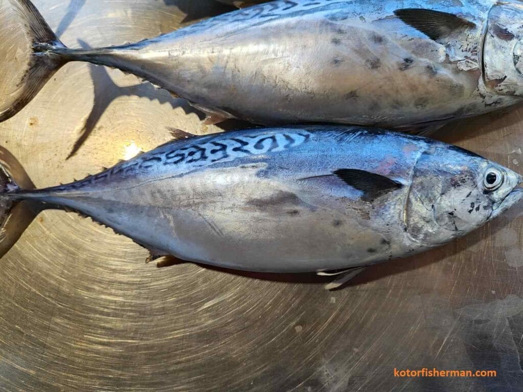 Mreža palandara - karakterističan ulov - trup, trupac, trupić, Auxis rochei, bullet tuna