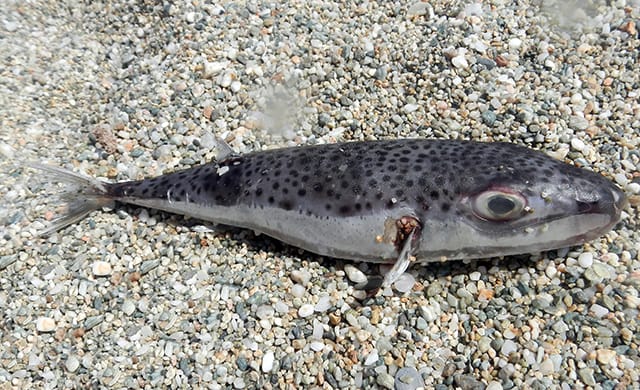 Srebrnopruga napuhača - Lagocephalus sceleratus by Patzner, R.