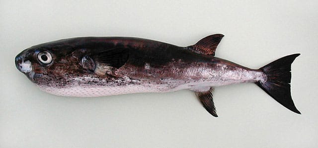 Okeanska napuhača - Manje invazivno agresivna ali je takođe potvrđena u Jadranu - Lagocephalus lagocephalus by Cambraia Duarte